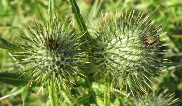 Thistles