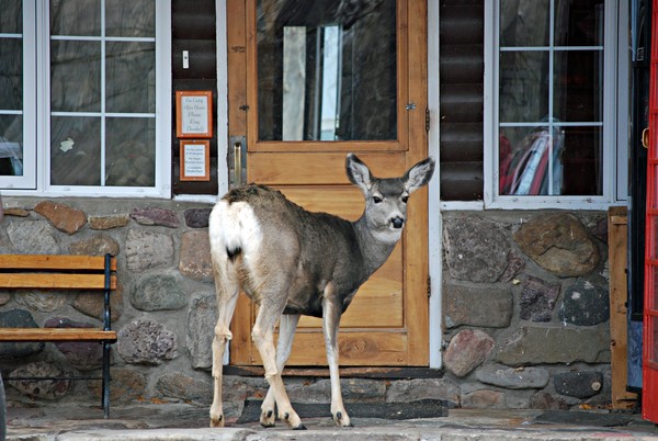 Please let me in!