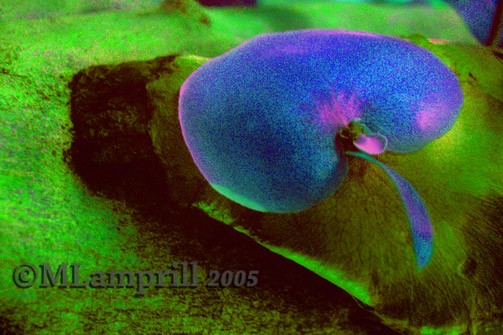 Floating Leaf
