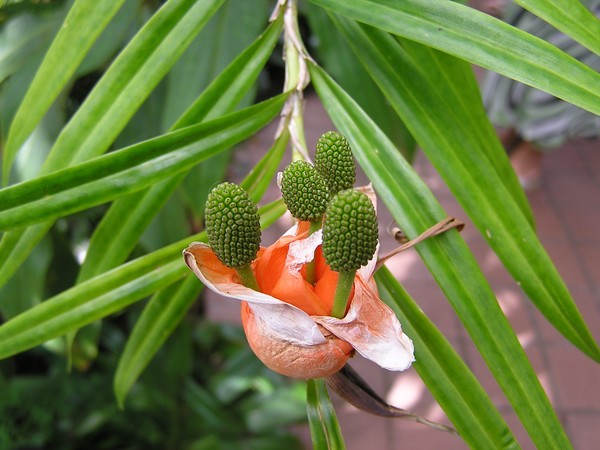 orchid buds