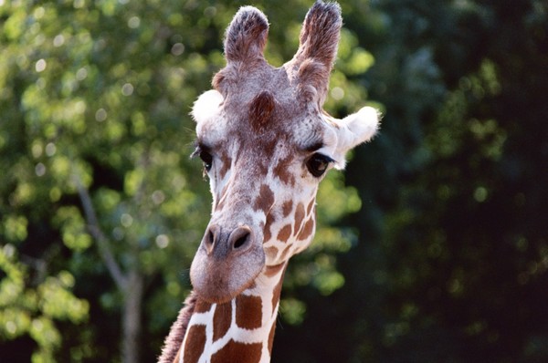 Giraffe