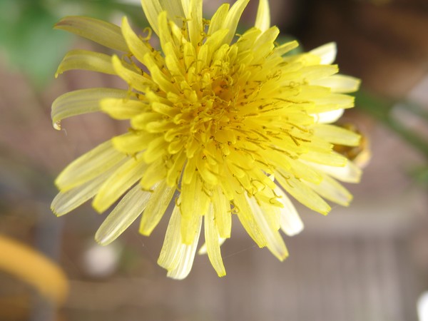 A little ray of sunshine