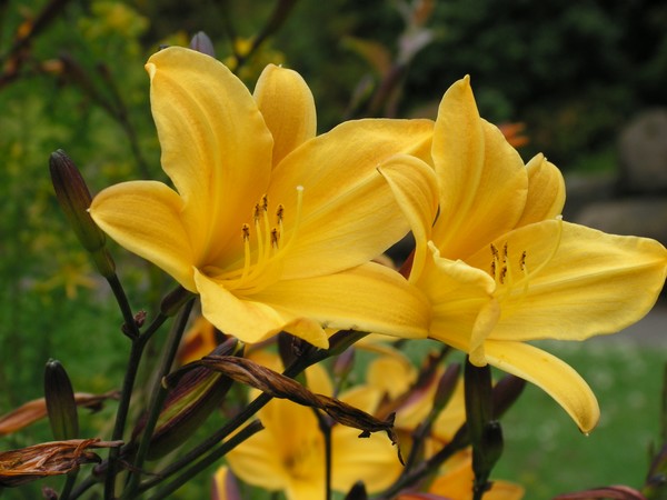 Lily