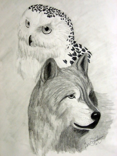 Owl & Wolf