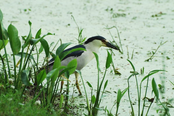Night Heron