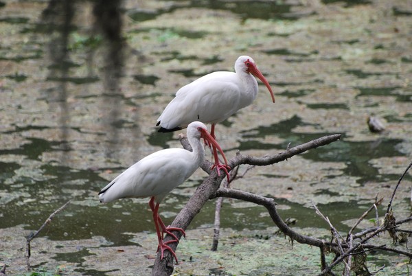 Ibis