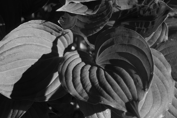 Sleeping Hosta