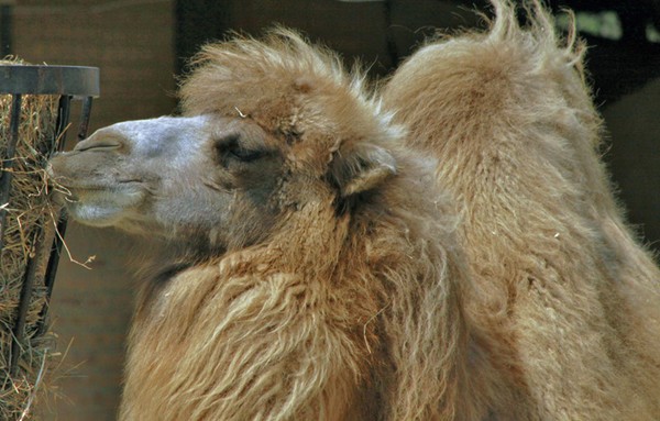 HUNCHBACK OF CAMELDOM