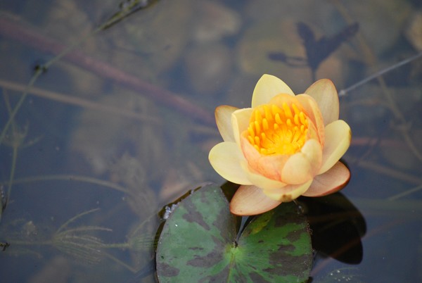 Miniature Water Lily