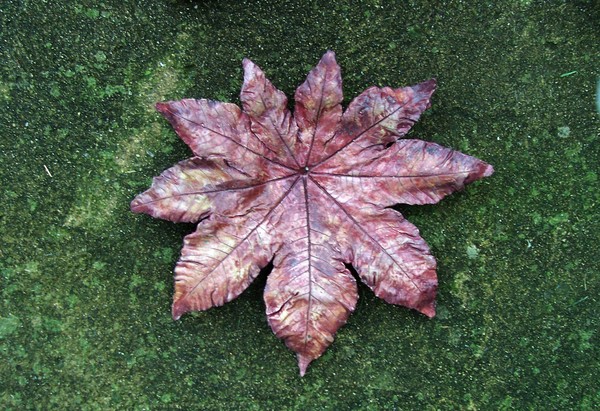 Castor Bean3