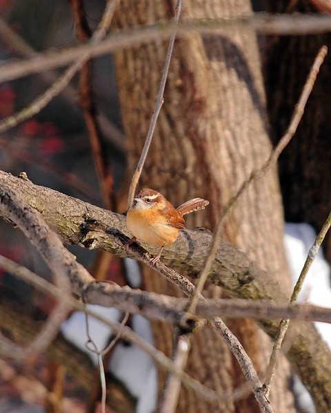 Carolina Wren