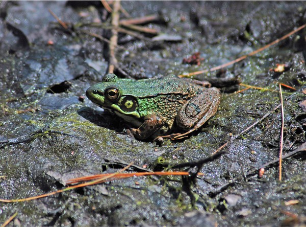 Green Frog      ( Rama clamitans )