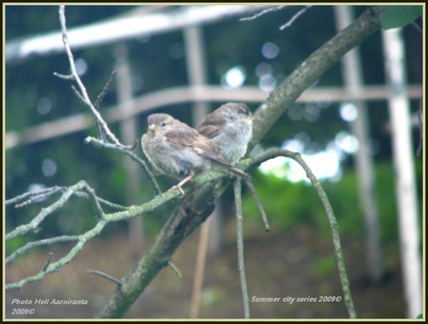 sparrow series2009-