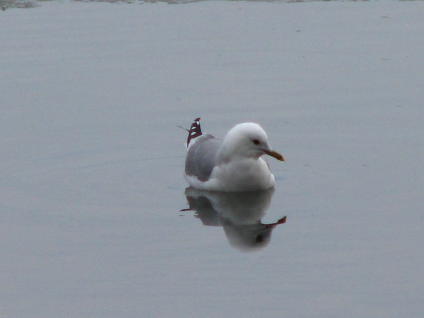 peacefully-gull series