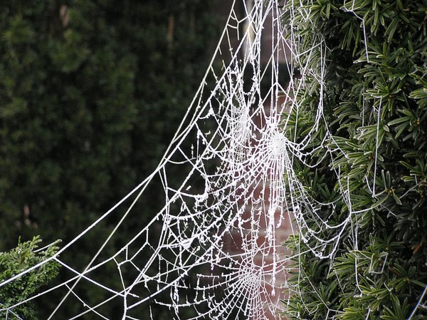 Frozen webs
