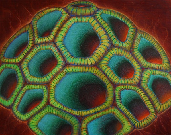 Coral