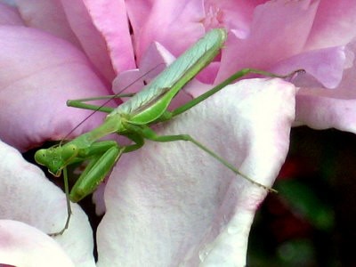 Praying Mantis on Pink Rose