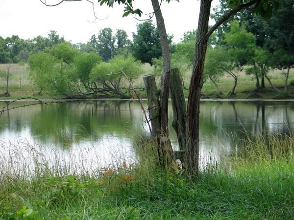 'THE POND