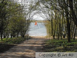 Boat in the Tree's