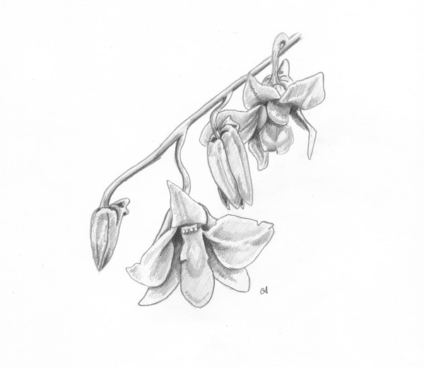 Orchids