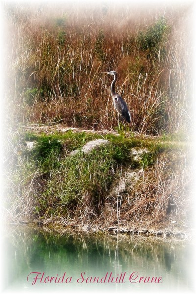 Florida Sandhill Crane
