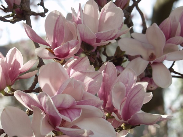 Magnolia Blossoms