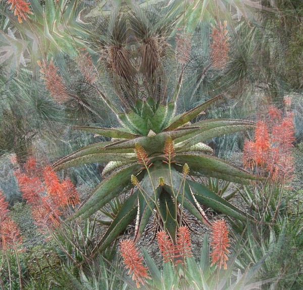 Saint Yucca