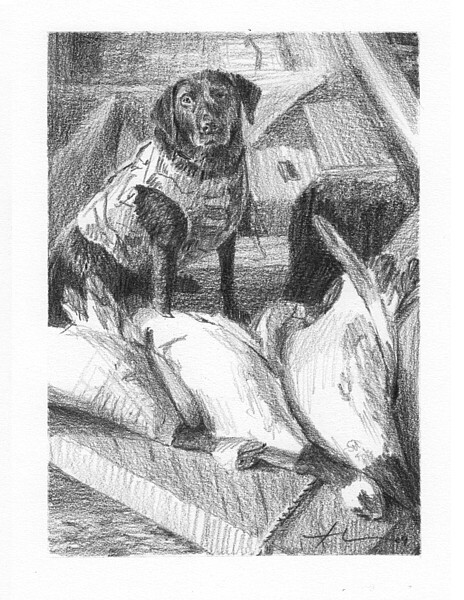 wp-lg hunting dog portrait
