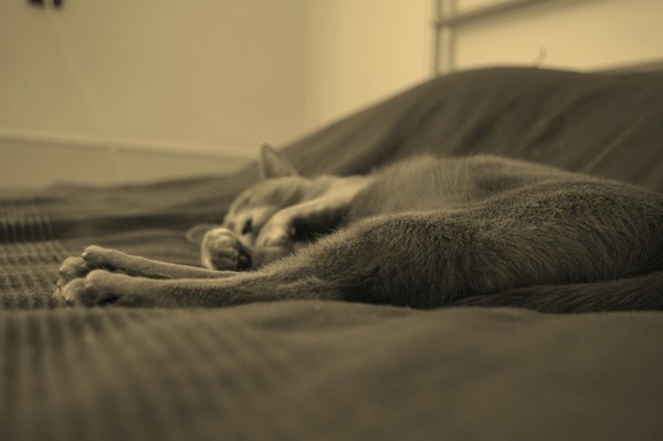 cat