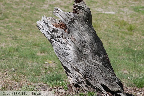 Once A Tree