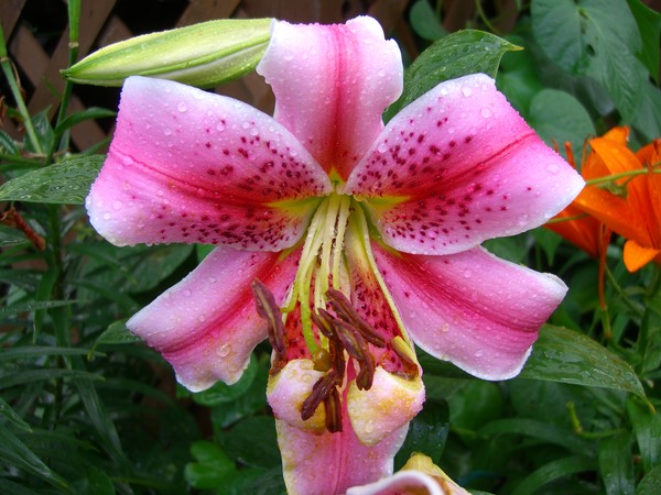 Pink Lily Front