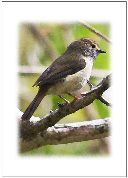 Sparrow