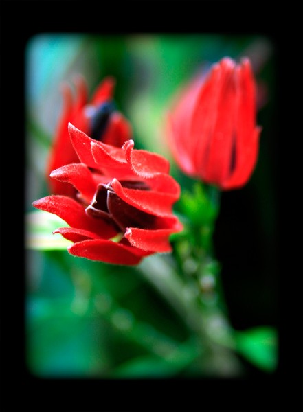 Red Spiky