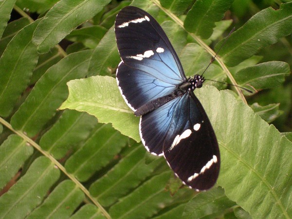 Butterfly at Mindo 02