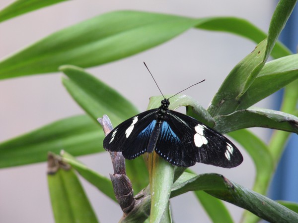 Butterfly at Jardín Botánico Quito