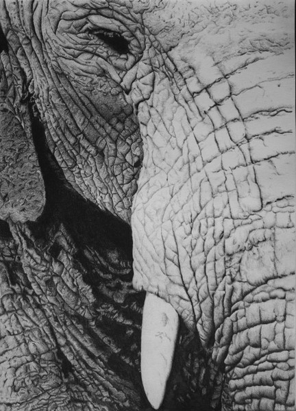 Elephant Close Up