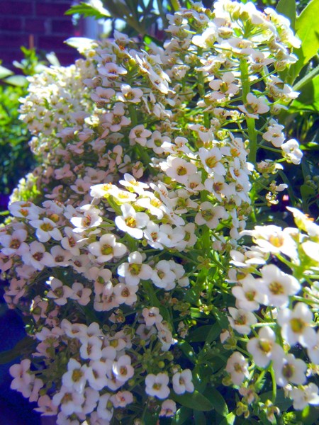 Alyssum