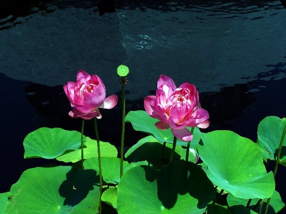 Lotus
