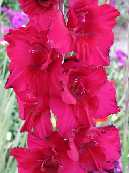Burnt red Glads