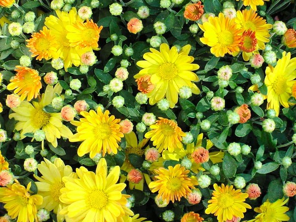 Flowers at the Windsor Fair 01