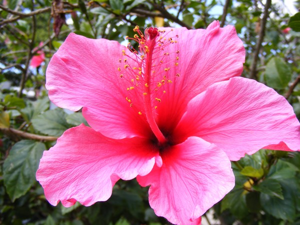 pinky