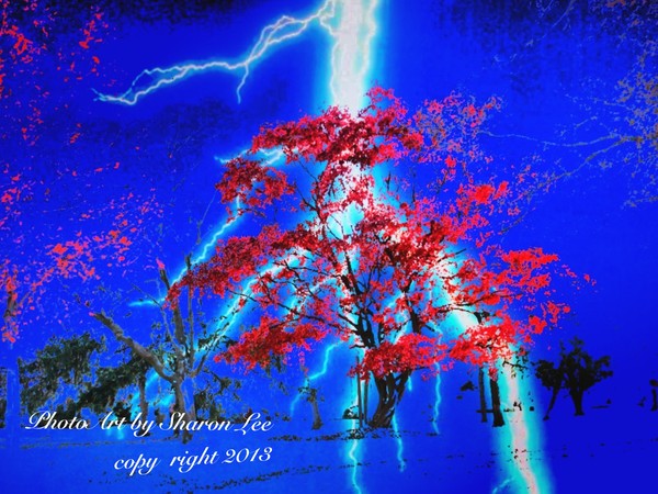 Magic Trees 2