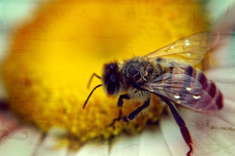 Macro Buzz