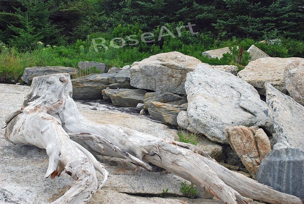 Driftwood