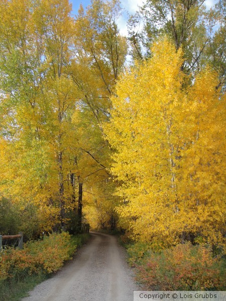 Fall Foilage Sept 2011 My camera 058