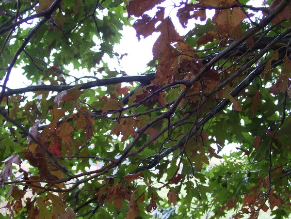 maple confusion