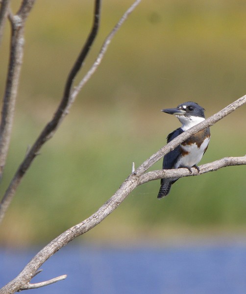 Belted Kingfisher