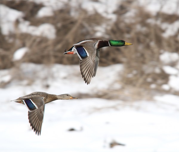 Male and Female Mallard in Flight
