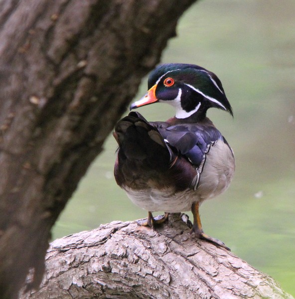 Male Wood Duck