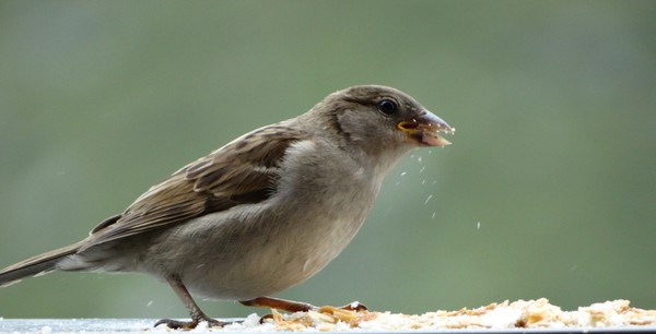 little bird in mountain